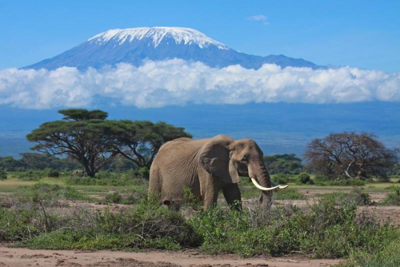 African Safari